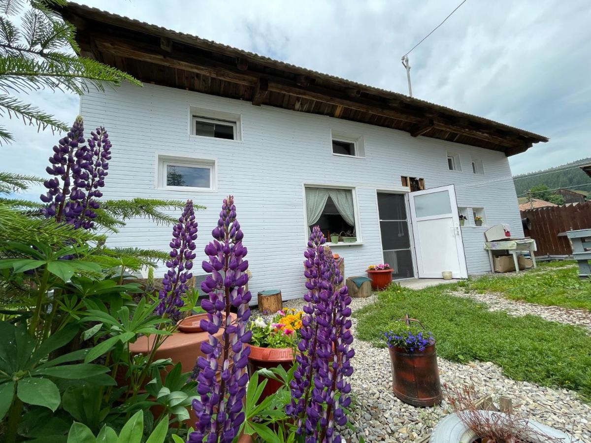 Casa De Oaspeti Cristina Fitod Exterior foto